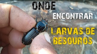 Onde encontrar | LARVAS DE BESOURO | BRUQUIDEOS - TENEBRIO - LARVAS MUXIVAS