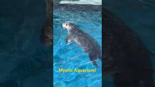 Mystic Aquarium- Navy Seals!