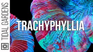 Trachyphyllia Open Brain Coral Care Tips