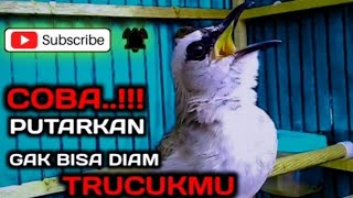 trucuk jantan memanggil betina suara ampuh untuk pancingan trucukan agar bunyi