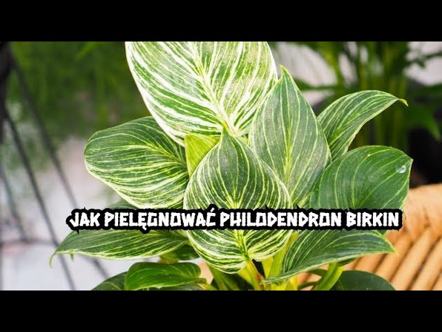 Jak pielgnowa philodendron birkin