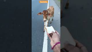 ममतमय ग मत Nanhe Rajkumar Ko Doodh Pilati Gaiya