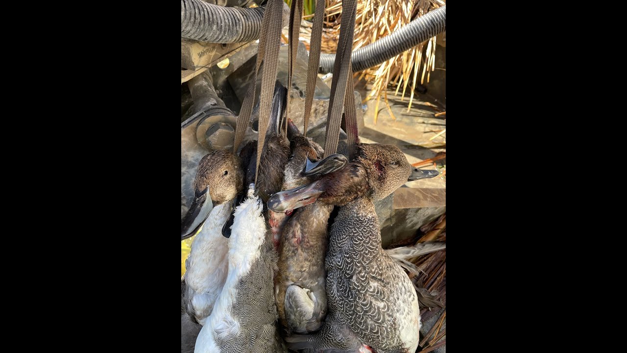 Utah Duck Hunting Week 3 Day 2 YouTube utah-duck-hunting-week-3-day-2-youtube