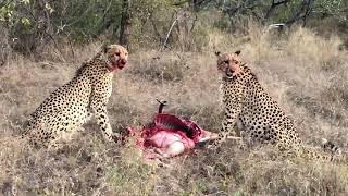 Cheetahs Eating Their Impala Kill