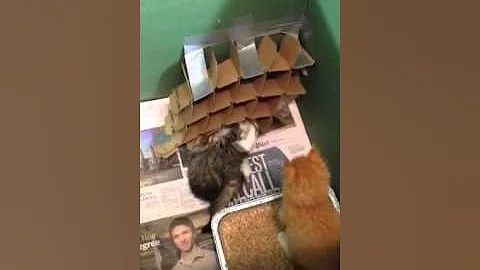 Kittens Playing With Beer Divider
