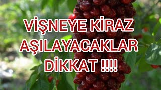 Vi̇şneye Ki̇raz Aşilayacaklar Dikkat Bu Videoyu İzlemeden Aşi Yapmayin