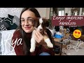 Je vous prsente rya mon chiot berger amricain miniature  vlog