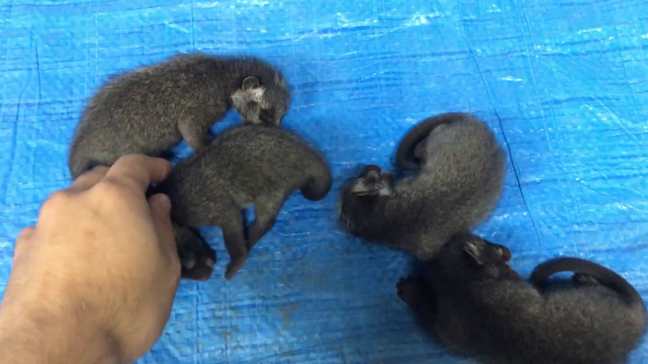 久々の登場です Idsアライグマ ハクビシン スズメバチ駆除日記