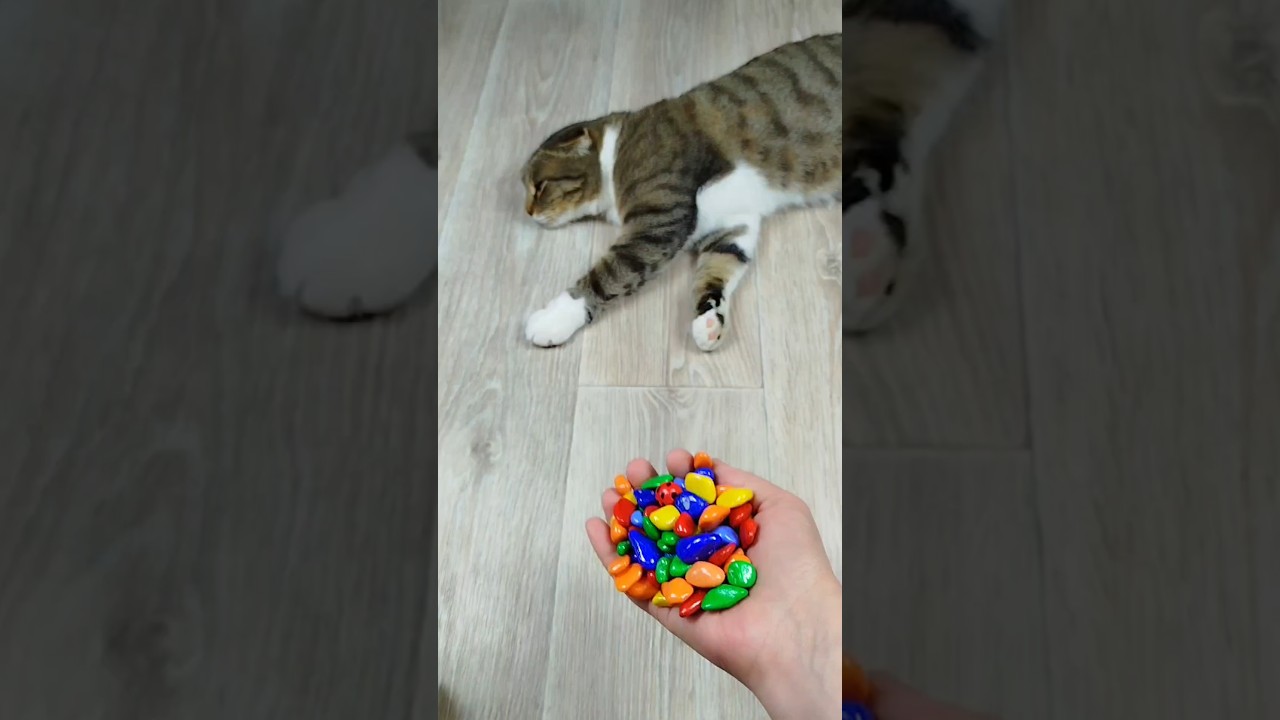 Cat Barsik 🗿🌈🍭 Reverse video #cat #marblerunandmore