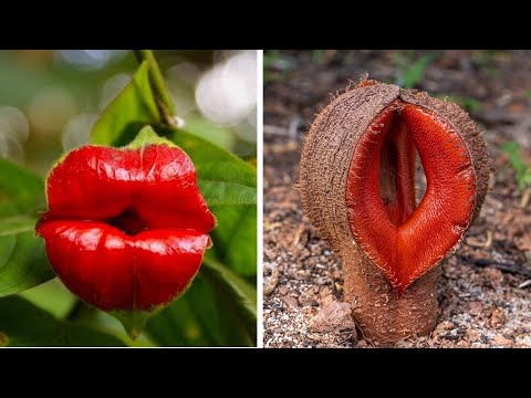10 ดอกไม้หน้าตาประหลาดและสวยงามแปลกตา ที่คุณอาจไม่เคยเห็นที่ไหนมาก่อน