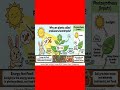 Why Are Plants Called Producers or Autotrophs? | Photosynthesis Explained in 50 Seconds | Revision