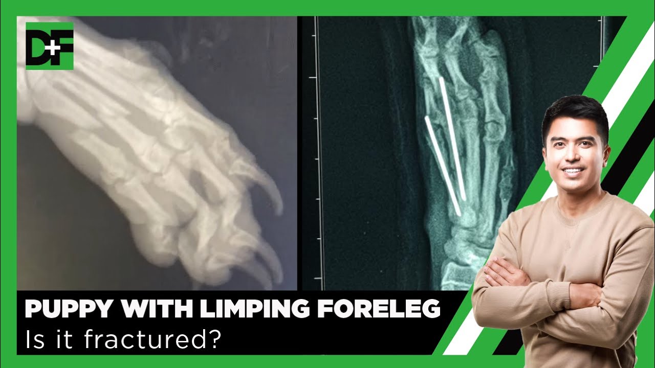 Puppy Presented with Limping Foreleg. Is it Fractured?