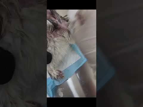    علاج جرب الارانب