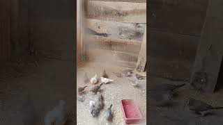 Zebra Finch Mutations | Exhibition Size Finches in Aviary 🐦✨#shortvideo #birds #shorts