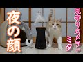 見守りカメラが捉えた深夜の猫の行動が可愛すぎました【スコティッシュフォールド】【アビシニアン】