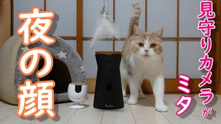 見守りカメラが捉えた深夜の猫の行動が可愛すぎました【スコティッシュフォールド】【アビシニアン】
