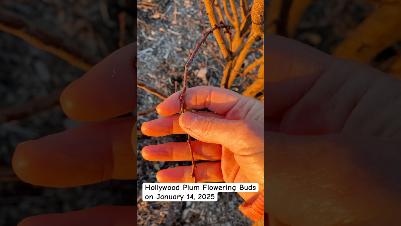 Hollywood Plum Flowering Buds on January 14, 2025