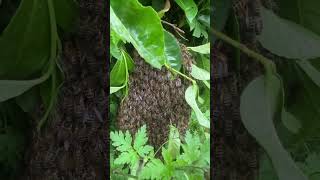 (Be Careful Where You Set Up Camp !!!) THOUSANDS OF BEES Right Next To Me !!! #Shorts