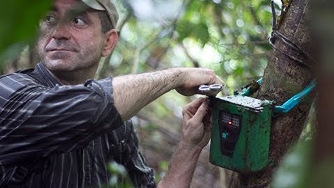 Clouded Leopard - Camera trap