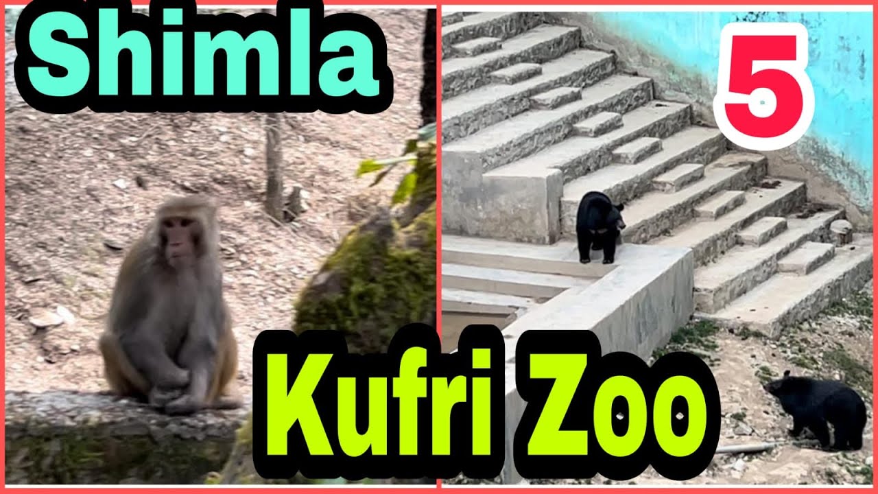 SHIMLA KUFRI ZOO kufri shimla YouTube