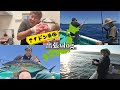 宮城県マゴチ&メバル、神奈川県マグロ釣り最高すぎました!釣具営業マンの出張Vlog #2