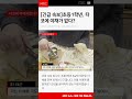 초등학생 타코 먹는법