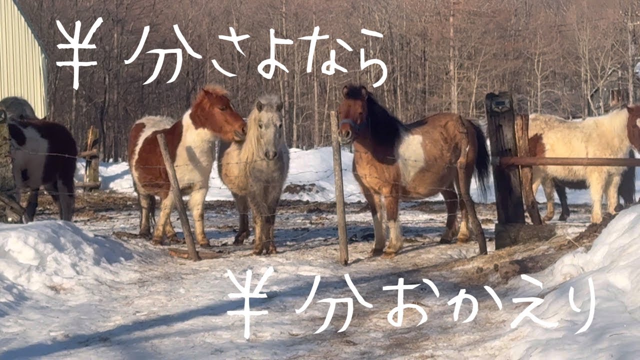 【馬】【仔馬】半分さよなら　半分おかえり