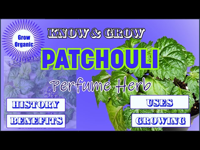 spinach seed planting Bloomsdale Spinach Seeds, 350+ ct, Non-GMO