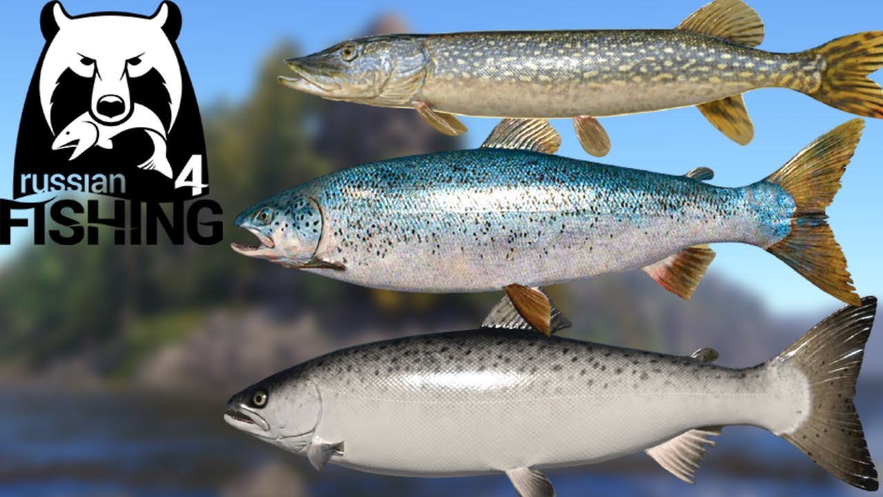 610/hr +12.6Kg Ladoga Salmon Quick Highlight June 17, 2022 YouTube