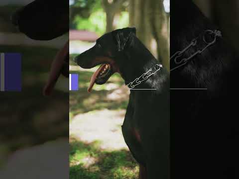 3 Dogs That