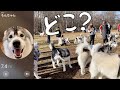 「AirTag」使って合計２５４匹のハスキーから愛犬探したら...笑