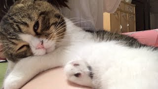 急にママに超甘えてくる猫！可愛すぎる…