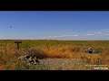 A western kingbird(?) goes after Mike 🫣 (he’s ok!) 5/31/26 (explore.org and ORI BUOW cam)