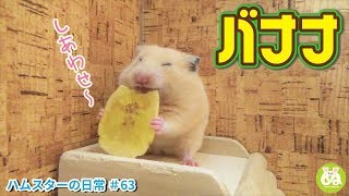 幸せそうにバナナチップを食べるハムスターが可愛いHamster eating banana chips＃63