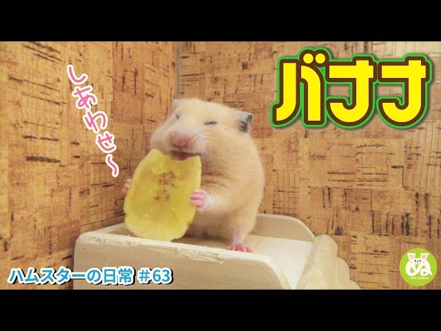 幸せそうにバナナチップを食べるハムスターが可愛いHamster eating banana chips＃63