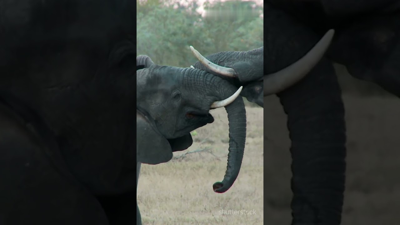 Top 5 Elephants Facts which may be no one knows 2025....