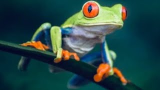5 Fun Facts About The Red Eyed Tree Frog