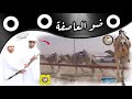 ضو لـ هجن العاصفة ضو لـ هجن العاصفة