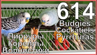 Funny Parrotszotti 614. Life of Budgies,Cockatiels and Pyrrhuras. Жизнь волнистиков, корелл и пиррур