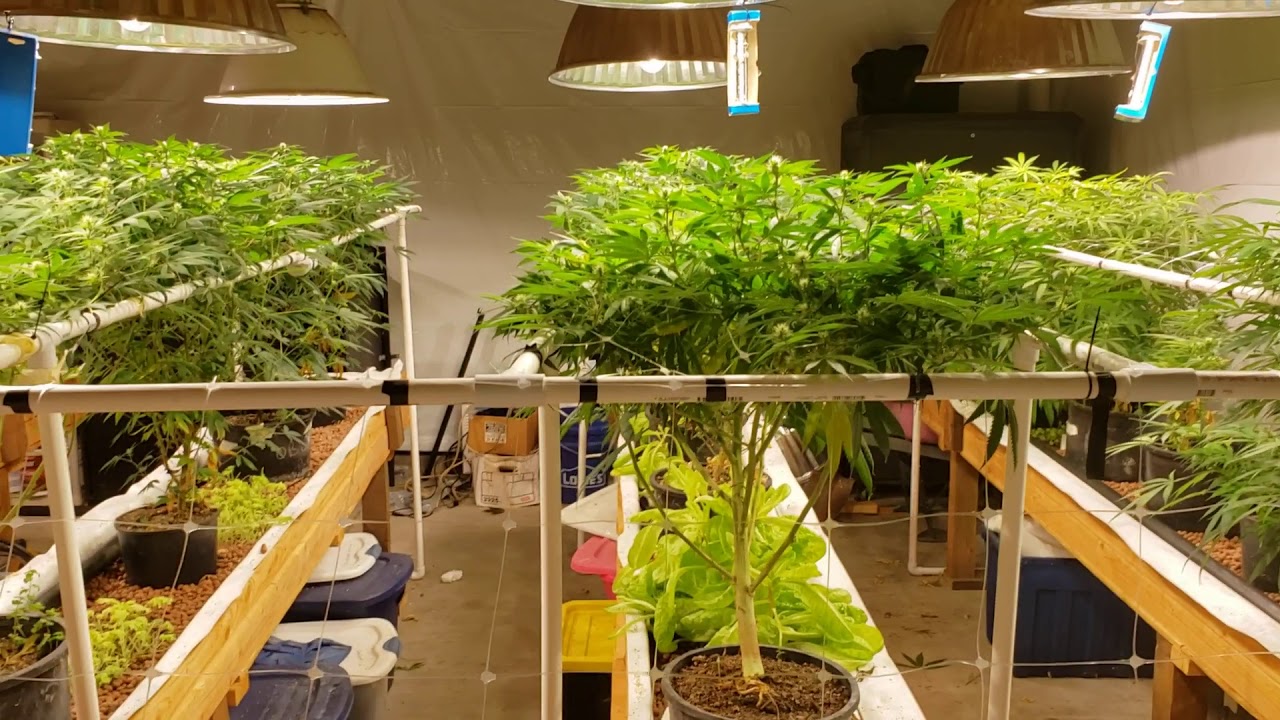 Aquaponic Indoor Cannabis OMMP 5.0 - day 19