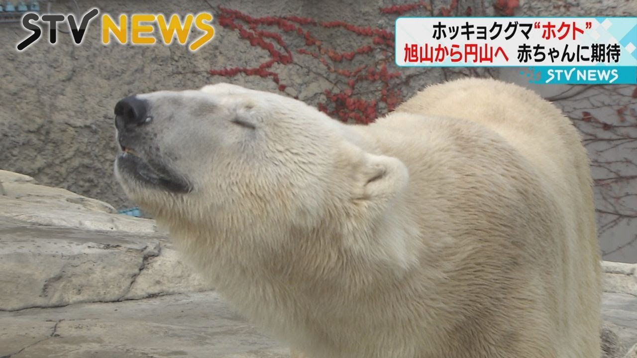 北海道・旭山動物園のホクト（ルトヴィク）が札幌市の円山動物園