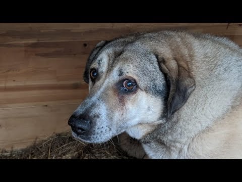 8 собак остались без хозяйки... ЧТО ДЕЛАТЬ?!