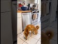 犬がポップコーン機の前にいる理由 🐾