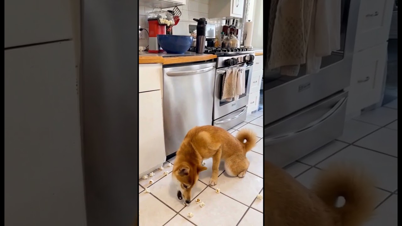 犬がポップコーン機の前にいる理由 🐾