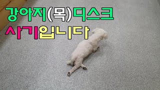 강아지 경추(목)디스크 꼼짝없이 속는 이유?!