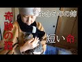 【余命5年の姉】余命1週間といわれた猫