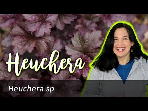 Video: Cultivo De Heuchera En Las Regiones Del Norte