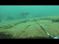 【魚突き】過去の漁獲9 【Spearfishing in JAPAN】100kg of Grouper in total
