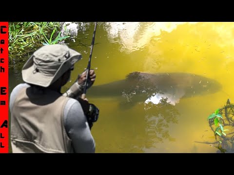 We CHUMMED for an INVASIVE HYBRID TIGER CATFISH and CAUGHT IT!
