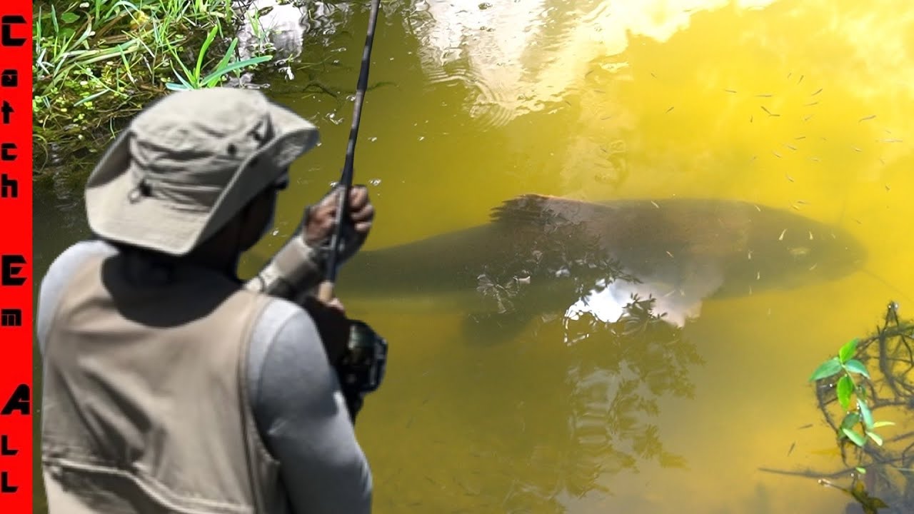 Мы прикормили инвазивного гибридного тигрового сома и поймали его!